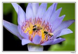 Pollen Gartherer